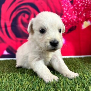 Golden Retriever Puppy Jillian