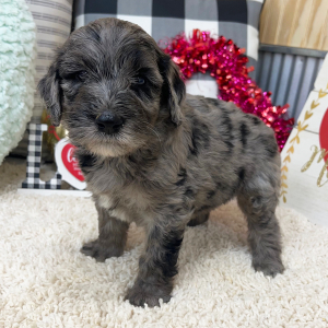 Goldendoodle Puppy Waverly