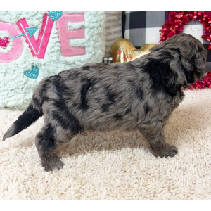 Goldendoodle Puppy Waverly