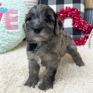 Goldendoodle Puppy Waverly