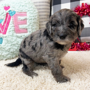 Goldendoodle Puppy Waverly
