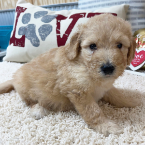 Goldendoodle Puppy Wendi