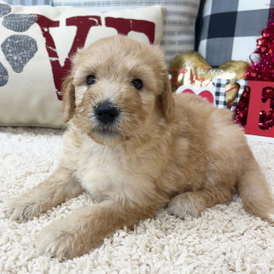 Goldendoodle Puppy Wendi