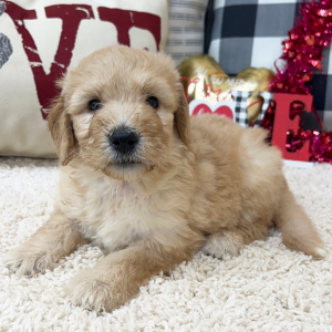 Goldendoodle Puppy Wendi