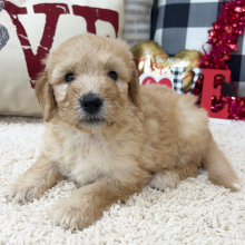 Goldendoodle Puppy Wendi