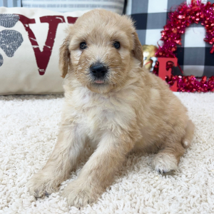 Goldendoodle Puppy Wendi