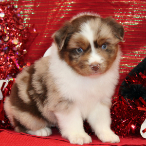 Australian Shepherd Puppy Samson