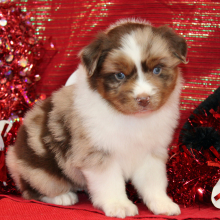 Australian Shepherd Puppy Samson
