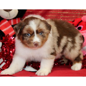 Australian Shepherd Puppy Samson