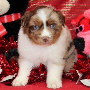 Australian Shepherd Puppy Samson