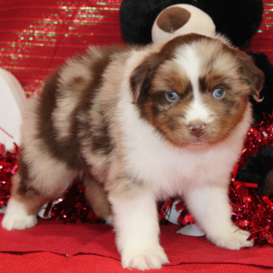 Australian Shepherd Puppy Samson