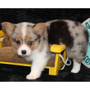American Corgi Puppy Delila