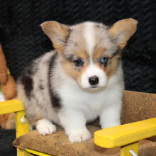 American Corgi Puppy Delila