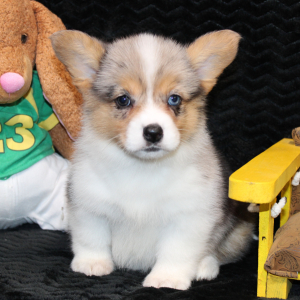 American Corgi Puppy Delila