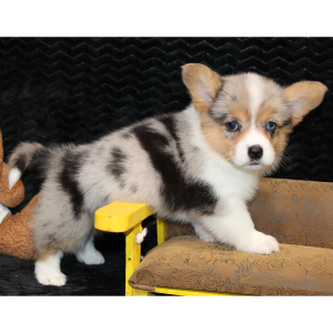 American Corgi Puppy Delila