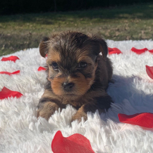 Yorkshire Terrier Puppy Riley