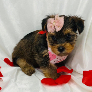 Yorkshire Terrier Puppy Riley