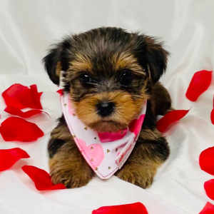 Yorkshire Terrier Puppy Riley