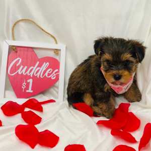 Yorkshire Terrier Puppy Riley