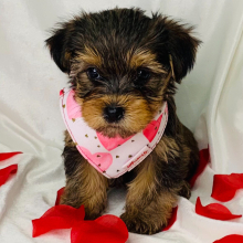 Yorkshire Terrier Puppy Riley