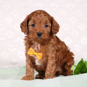Cavapoo Puppy Wyndle