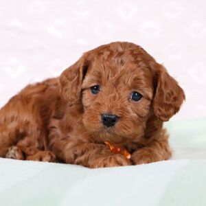 Cavapoo Puppy Wyndle