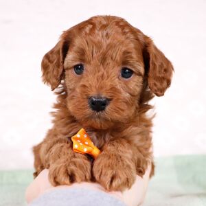Cavapoo Puppy Wyndle