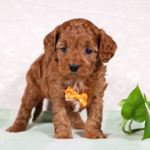 Cavapoo Puppy Wyndle