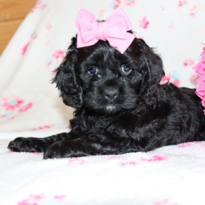 Cockapoo Puppy Dixie