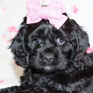 Cockapoo Puppy Dixie