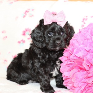 Cockapoo Puppy Dixie