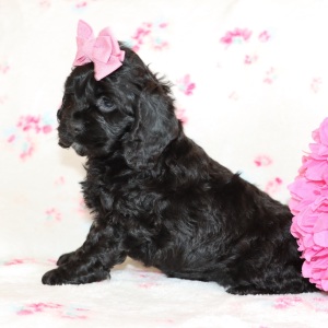 Cockapoo Puppy Dixie