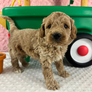 Labradoodle Puppy Harvey