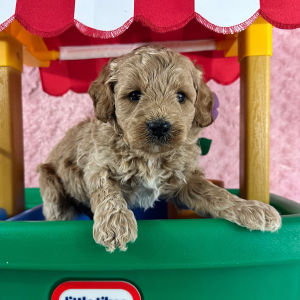Labradoodle Puppy Harvey