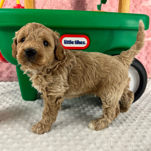 Labradoodle Puppy Harvey
