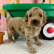 Labradoodle Puppy Harvey