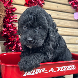 Goldendoodle Puppy Glory