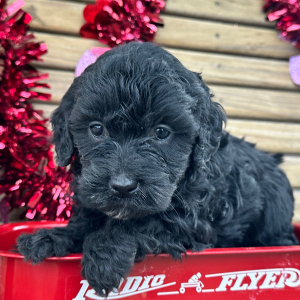 Goldendoodle Puppy Glory