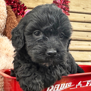 Goldendoodle Puppy Glory