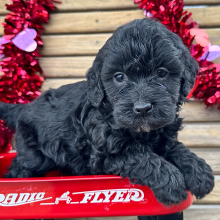 Goldendoodle Puppy Glory