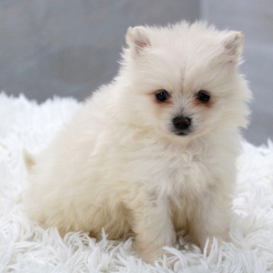 Pomeranian Puppy Buddy