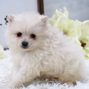 Pomeranian Puppy Buddy