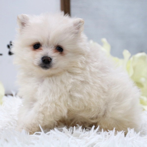 Pomeranian Puppy Buddy