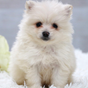 Pomeranian Puppy Buddy