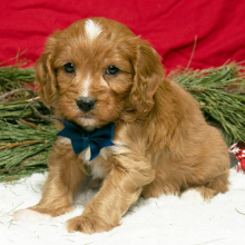 Cavapoo Puppy Owen