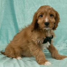 Cavapoo Puppy Owen