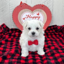 Maltese Puppy Franklin