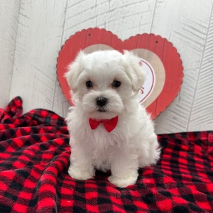 Maltese Puppy Franklin
