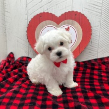 Maltese Puppy Franklin