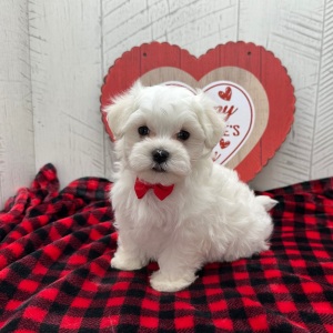 Maltese Puppy Franklin